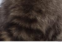 raccoon fur 0016